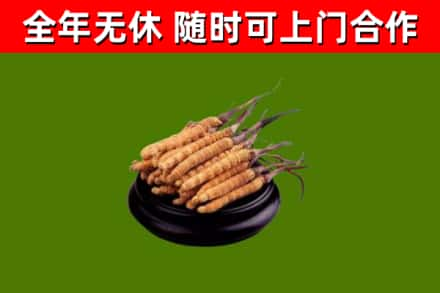 黄龙回收冬虫夏草